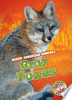 Gray_foxes
