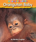 Orangutan_baby