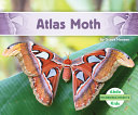 Atlas_moth