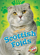 Scottish_Folds