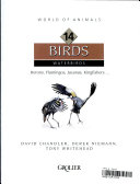 Birds__Tropical_Forest_Birds_V__19